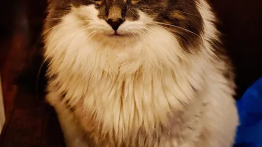 Rooms in Noordwijk - photo 10