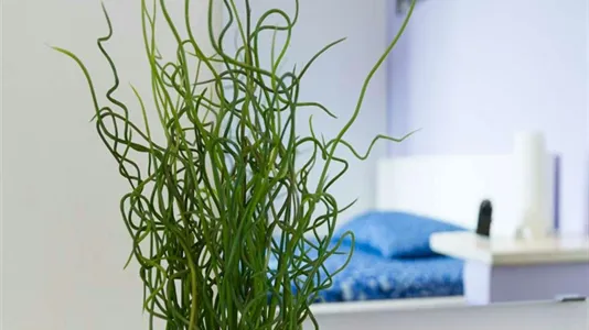 Rooms in Milano Zona 5 - Vigentino, Chiaravalle, Gratosoglio - photo 6