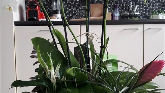 Apartments in Antwerp Borgerhout - photo 6