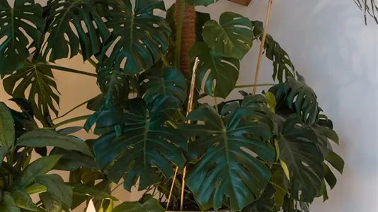 Rooms in Rotterdam Delfshaven - photo 10