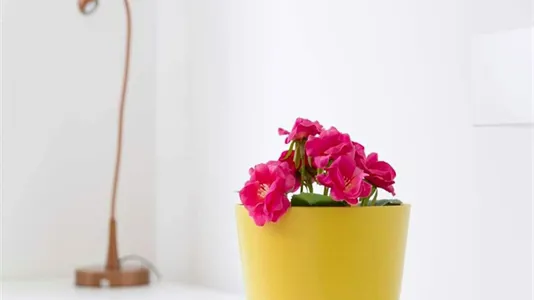 Rooms in Milano Zona 2 - Stazione Centrale, Gorla, Turro, Greco, Crescenzago - photo 3