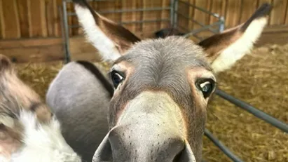 Room for rent in Maastricht, Limburg