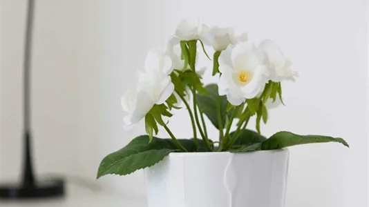 Rooms in Milano Zona 2 - Stazione Centrale, Gorla, Turro, Greco, Crescenzago - photo 9