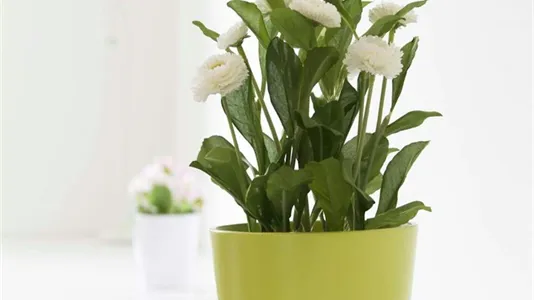 Rooms in Milano Zona 6 - Barona, Lorenteggio - photo 4