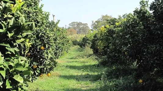 Houses in Aigialeia - photo 5