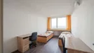 Room for rent, Prague, Kutilova