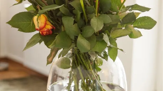 Apartments in Cologne Innenstadt - photo 4