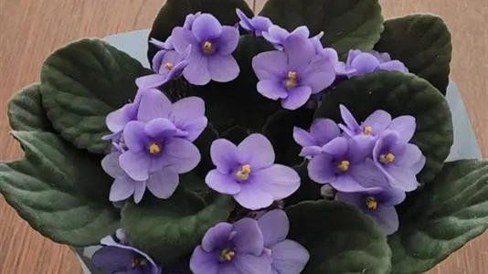 Rooms in Barcelona Sants-Montjuïc - photo 6