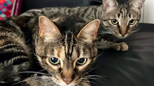 Rooms in Barcelona Sant Martí - photo 8