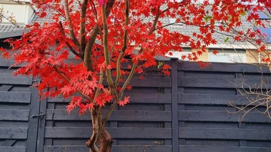 Rooms in Vlaardingen - photo 10