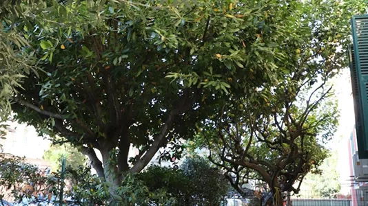 Apartments in Roma Municipio V – Prenestino/Centocelle - photo 5