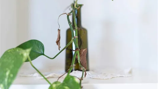 Apartments in Milano Zona 3 - Porta Venezia, Città Studi, Lambrate - photo 8