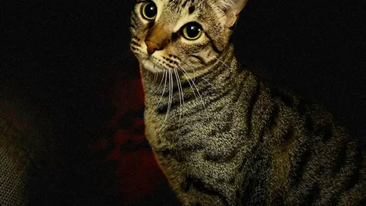 Rooms in Barcelona Sant Martí - photo 9