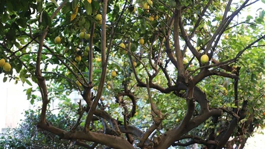 Apartments in Roma Municipio V – Prenestino/Centocelle - photo 6