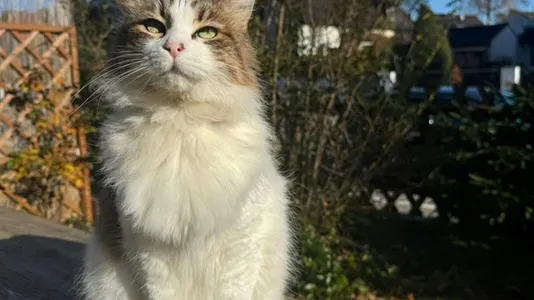 Rooms in Location is not specified - photo 9