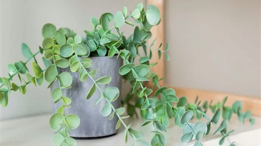 Rooms in Milano Zona 5 - Vigentino, Chiaravalle, Gratosoglio - photo 8