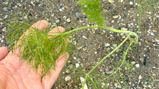 Rooms in Turin - photo 8