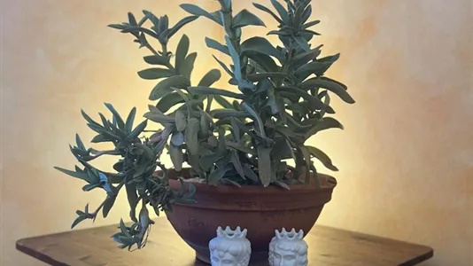 Apartments in Siracusa - photo 8