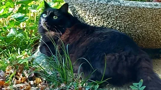 Rooms in Baone - photo 4