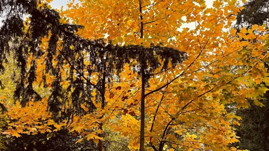 Rooms in Vienna Hernals - photo 6