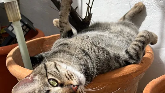 Rooms in Barcelona Sant Martí - photo 10