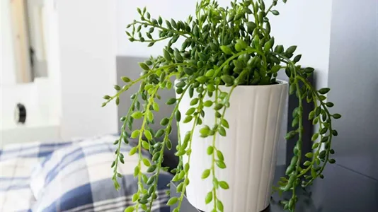 Rooms in Milano Zona 8 - Fiera, Gallaratese, Quarto Oggiaro - photo 7