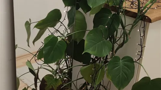 Rooms in Location is not specified - photo 10