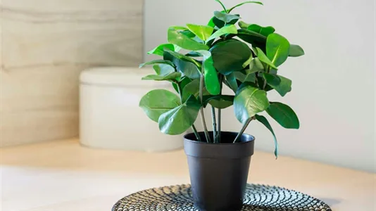 Rooms in Milano Zona 4 - Vittoria, Forlanini - photo 8