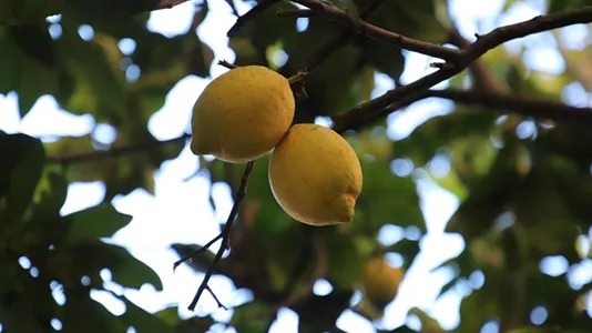 Apartments in Roma Municipio V – Prenestino/Centocelle - photo 4