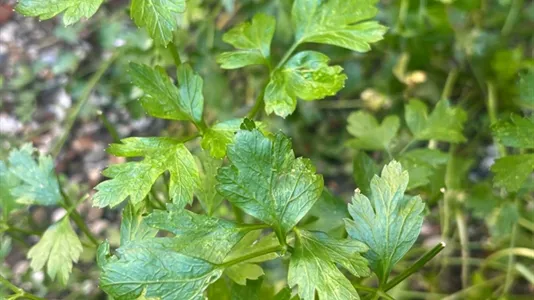 Rooms in Turin - photo 10